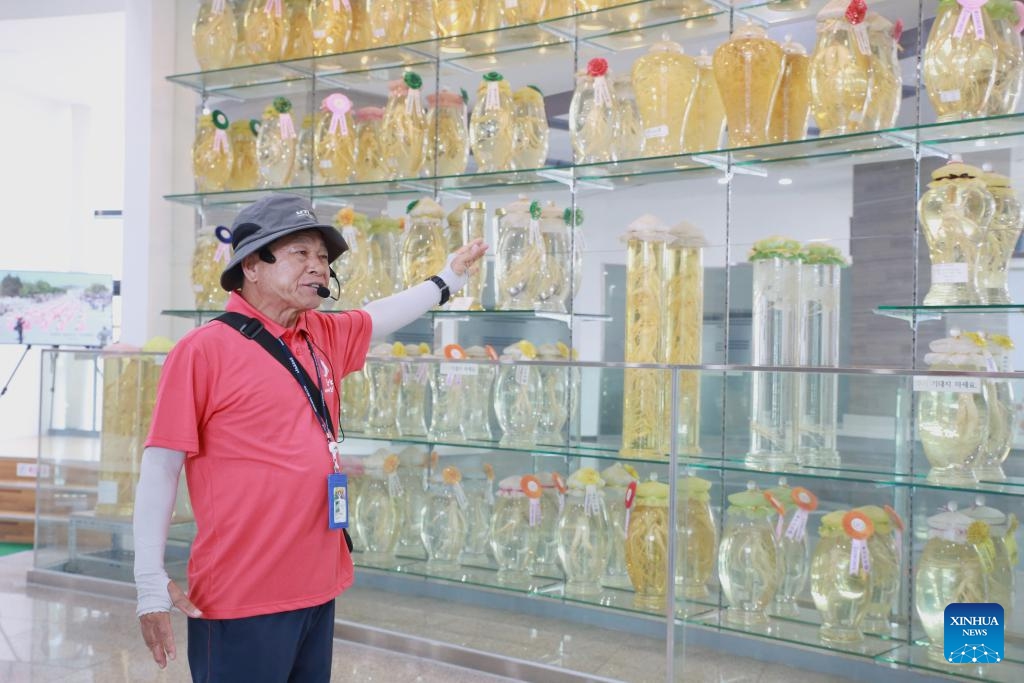 A museum guide introduces ginseng at a ginseng museum in Geumsan, South Korea, Sept. 5, 2023. Geumsan is a prime growing area for Korean ginseng.(Photo: Xinhua)