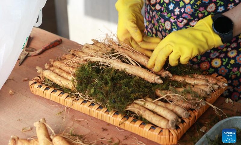 A vendor packages ginseng in Geumsan, South Korea, Sept. 5, 2023. Geumsan is a prime growing area for Korean ginseng.(Photo: Xinhua)