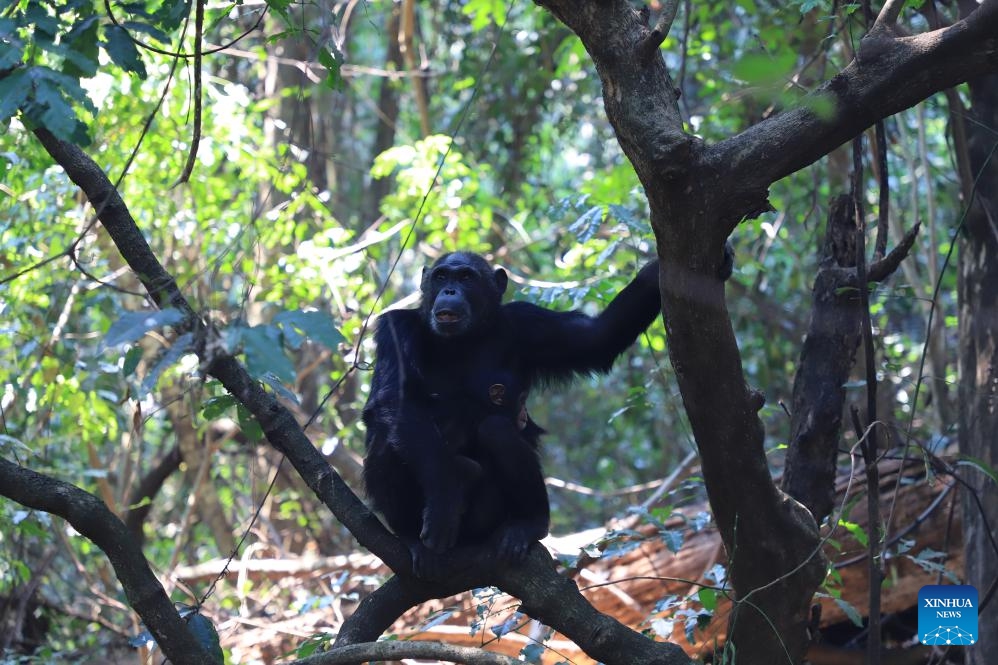 This photo taken on Sept. 2, 2023 shows a chimpanzee in Gombe National Park in Tanzania. Located in northwestern Tanzania, Gombe National Park is one of Tanzania's smallest national parks, but rich in flora and fauna including the endangered chimpanzees.(Photo: Xinhua)