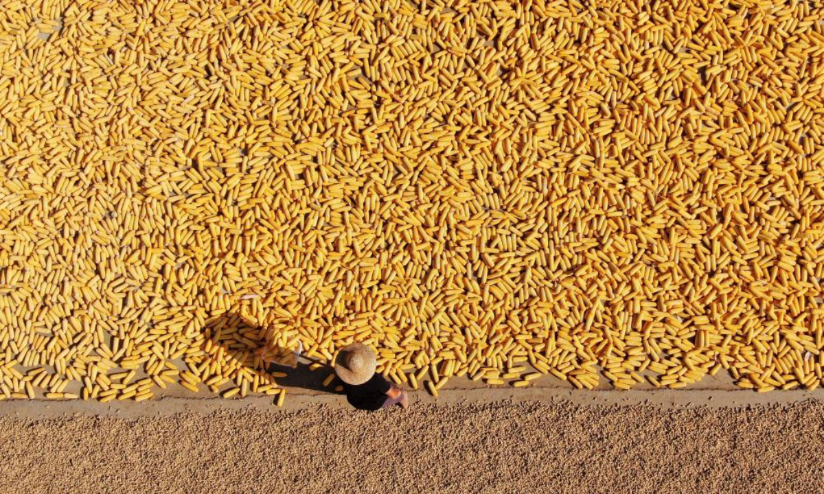 This aerial photo shows a farmer airing corns and peanuts in Dongjiazhuang Village of Linyi, east China's Shandong Province, Sep 14, 2023. Photo:Xinhua