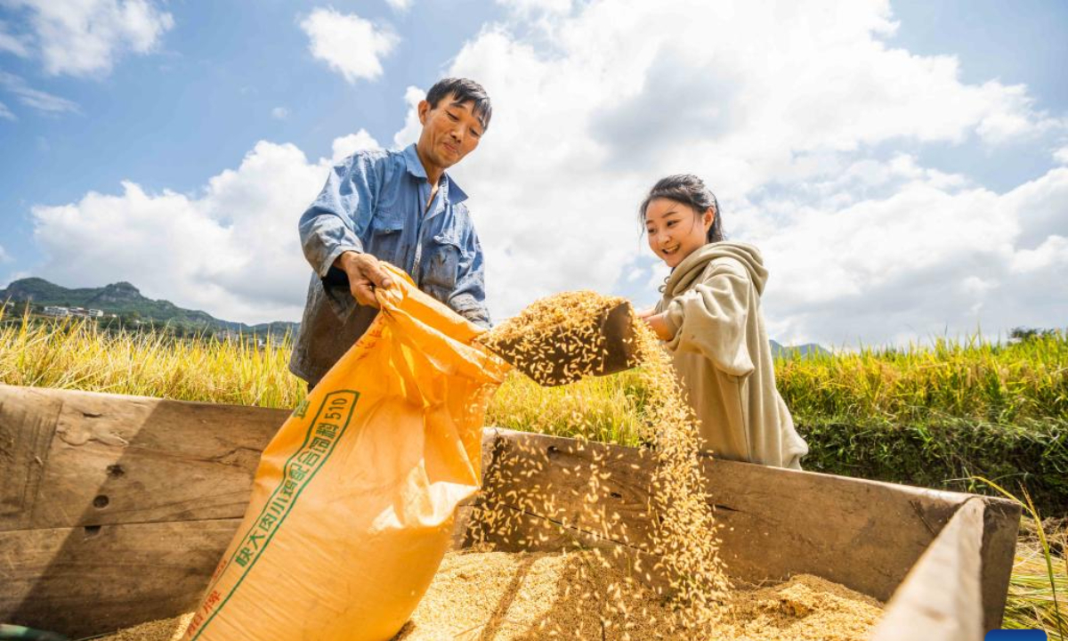 Villagers collect rice in Dafang County of Bijie, southwest China's Guizhou Province, Sep 14, 2023. Photo:Xinhua