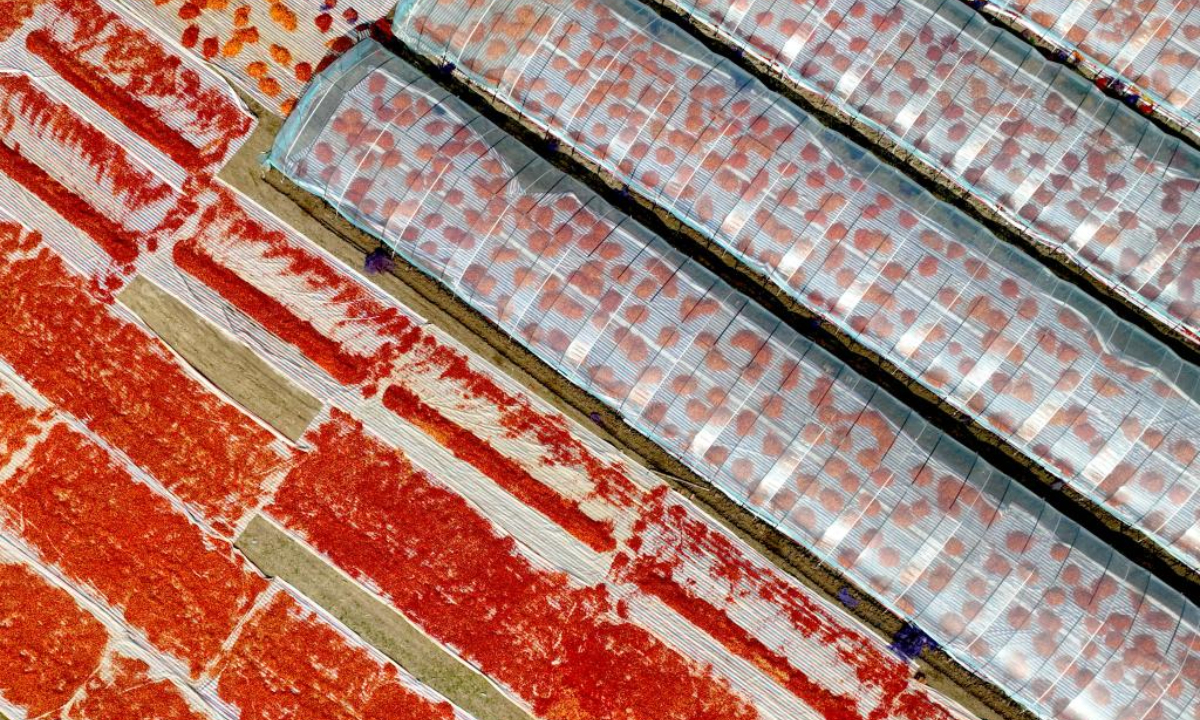 This photo taken on Sep 14, 2023 shows hot peppers being aired in Renxiaomiao Village of Bozhou, east China's Anhui Province. Photo:Xinhua