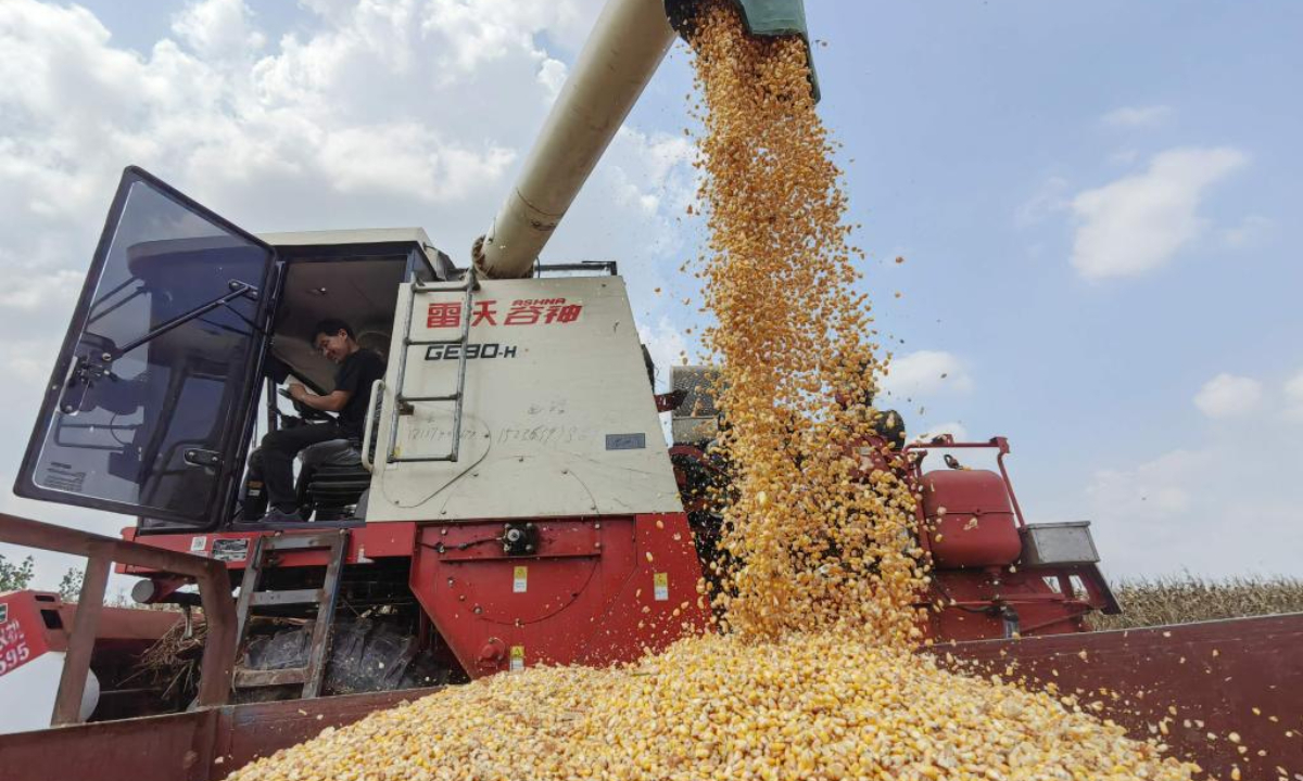 A farmer drives a harvester to harvest corns in Yuanzhuang Village of Zhumadian, central China's Henan Province, Sep 14, 2023. Photo:Xinhua