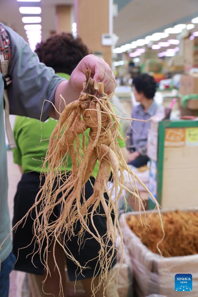 Vendors sell ginseng at a market in Geumsan, South Korea, Sept. 5, 2023. Geumsan is a prime growing area for Korean ginseng.(Photo: Xinhua)