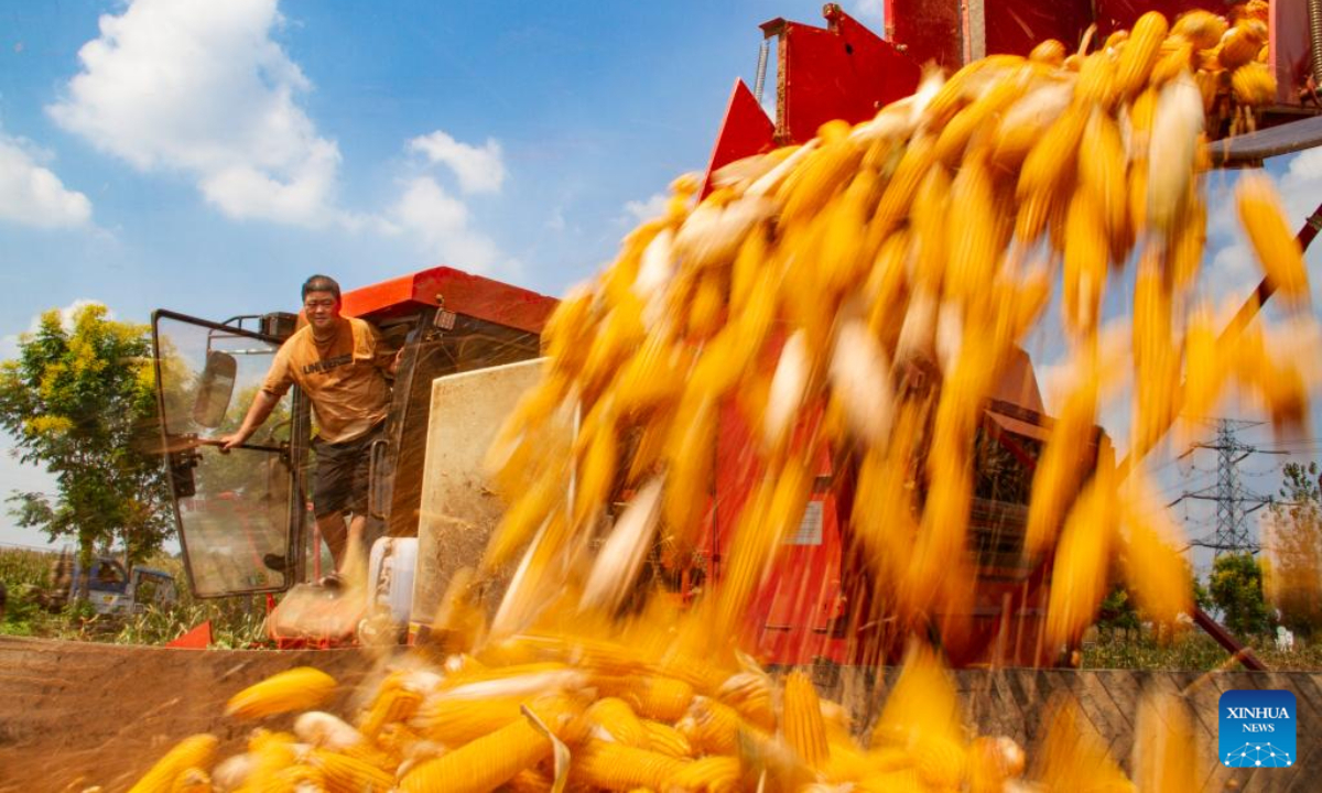 Farmers harvest corns in the field in Sunzhuang Village of Shangqiu, central China's Henan Province, Sep 14, 2023. Photo:Xinhua