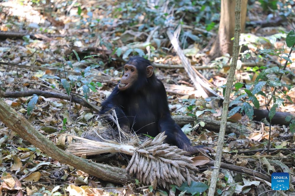 This photo taken on Sept. 2, 2023 shows a chimpanzee in Gombe National Park in Tanzania. Located in northwestern Tanzania, Gombe National Park is one of Tanzania's smallest national parks, but rich in flora and fauna including the endangered chimpanzees.(Photo: Xinhua)