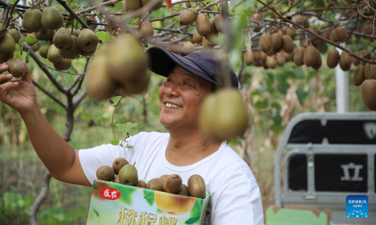 A farmer picks kiwi fruits at an orchard in Shizhuang Village of Zhumadian, central China's Henan Province, Sep 14, 2023. Photo:Xinhua