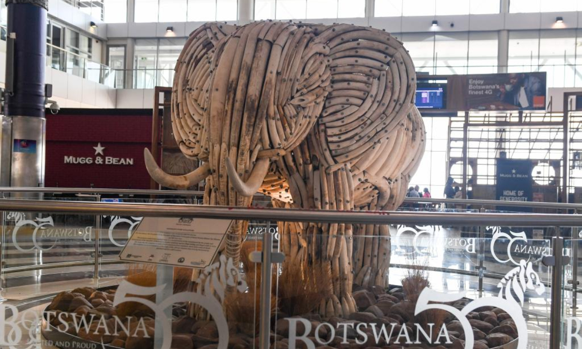 This photo taken on Sep 14, 2023 shows a life-size elephant sculpture made of ivory tusks collected from naturally deceased elephants at the Sir Seretse Khama International Airport in Gaborone, Botswana. Photo:Xinhua