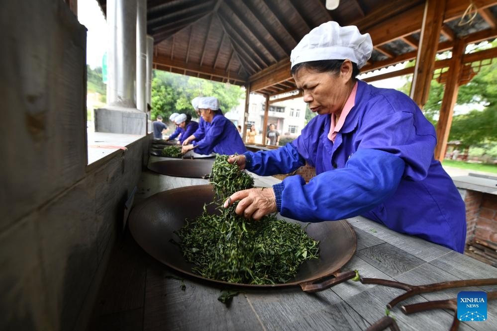 Workers roast tea leaves at a tea workshop in Liubao Town of Cangwu County in Wuzhou City, south China's Guangxi Zhuang Autonomous Region, Sept. 6, 2023. iubao tea, a Chinese dark tea characterized by its strong and lingering fragrance and medical effects, boasts a history of more than 1,500 years.(Photo: Xinhua)