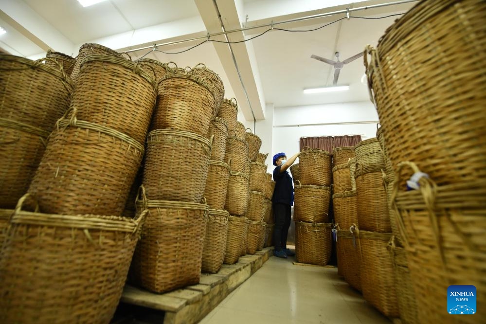 A worker arranges baskets in a tea company in Wuzhou City, south China's Guangxi Zhuang Autonomous Region, June 8, 2023. Liubao tea, a Chinese dark tea characterized by its strong and lingering fragrance and medical effects, boasts a history of more than 1,500 years.(Photo: Xinhua)