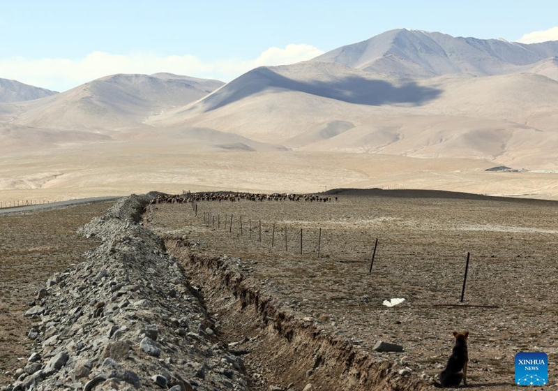 A sheepdog herds sheep at the foot of Mount Muztagata on the Pamir Plateau, northwest China's Xinjiang Uygur Autonomous Region, Sept. 6, 2023. Photo: Xinhua