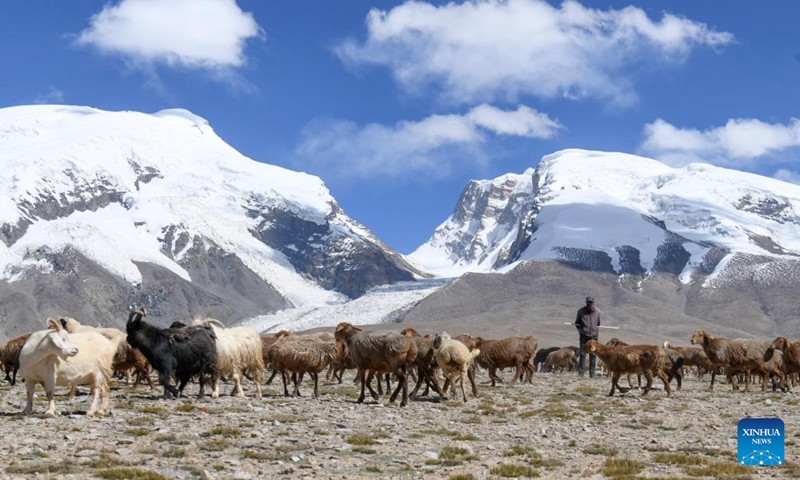 Sheepherder Kurbanali Matsayin herds sheep at the foot of Mount Muztagata on the Pamir Plateau, northwest China's Xinjiang Uygur Autonomous Region, Sept. 6, 2023. Photo: Xinhua