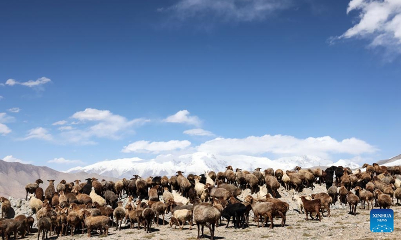 Sheep graze at the foot of Mount Muztagata on the Pamir Plateau, northwest China's Xinjiang Uygur Autonomous Region, Sept. 6, 2023. Photo: Xinhua