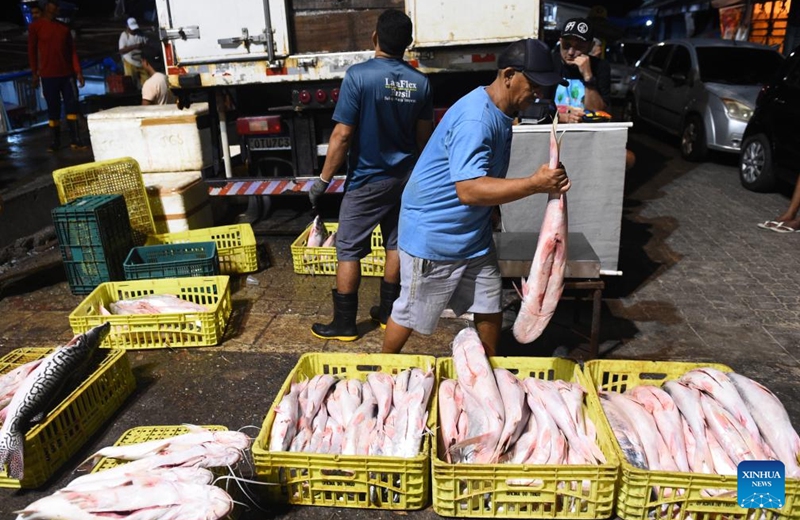 A fisherman holds fish at Ver-o-Peso fish market in Belem, state of Para, Brazil, Sept. 9, 2023. Photo: Xinhua