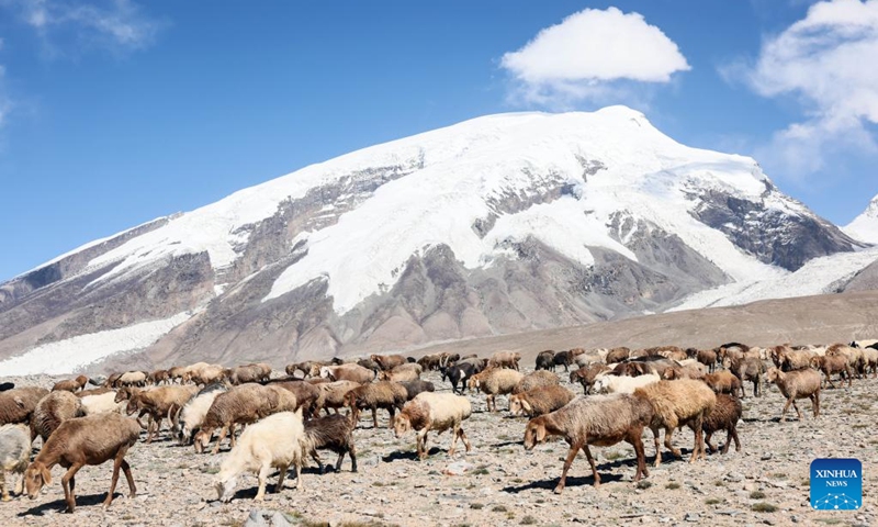 Sheep graze at the foot of Mount Muztagata on the Pamir Plateau, northwest China's Xinjiang Uygur Autonomous Region, Sept. 6, 2023. Photo: Xinhua