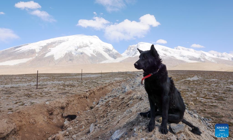 A sheepdog herds sheep at the foot of Mount Muztagata on the Pamir Plateau, northwest China's Xinjiang Uygur Autonomous Region, Sept. 6, 2023. Photo: Xinhua