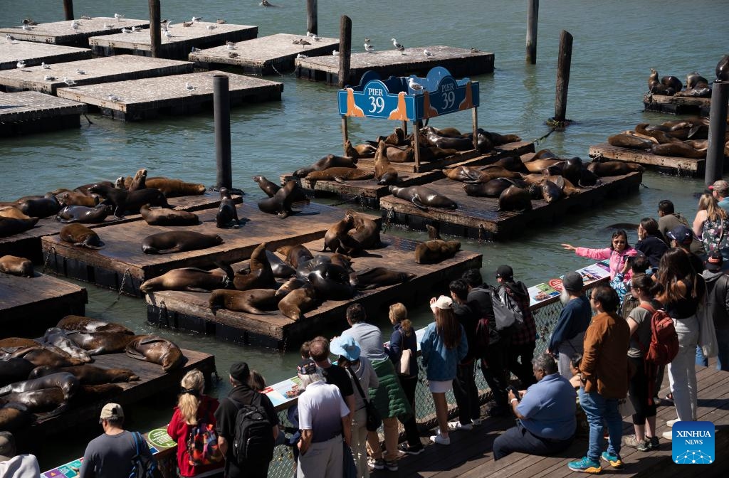 Sea lions at Pier 39 in San Francisco - Global Times