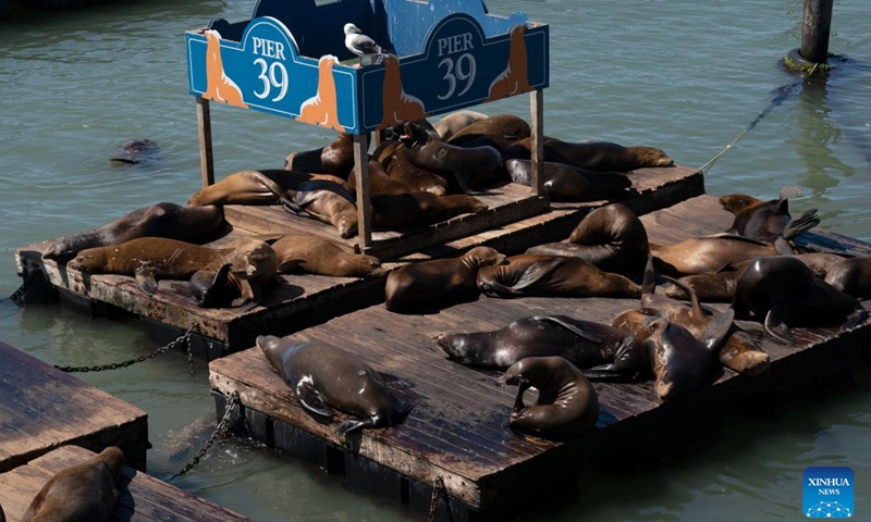 Sea lions at Pier 39 in San Francisco - Global Times