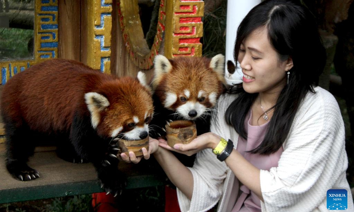 A woman feeds red pandas at Taman Safari zoo park in Bogor, West Java, Indonesia, on Sept. 16, 2023. The International Red Panda Day falls on Sept. 16 this year. (Photo by Sandika Fadilah/Xinhua)



