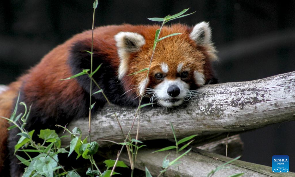 A woman feeds red pandas at Taman Safari zoo park in Bogor, West Java, Indonesia, on Sept. 16, 2023. The International Red Panda Day falls on Sept. 16 this year. (Photo by Sandika Fadilah/Xinhua)



