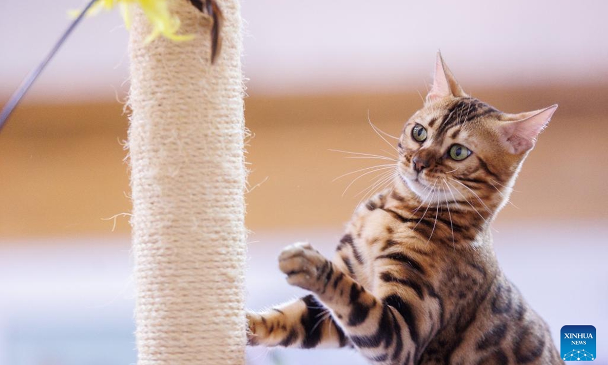 Mediterranean Cat Show held in Croatia - Global Times