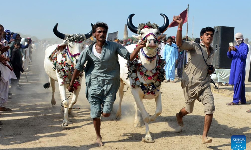 Traditional cattle race held in Pakistan - Global Times