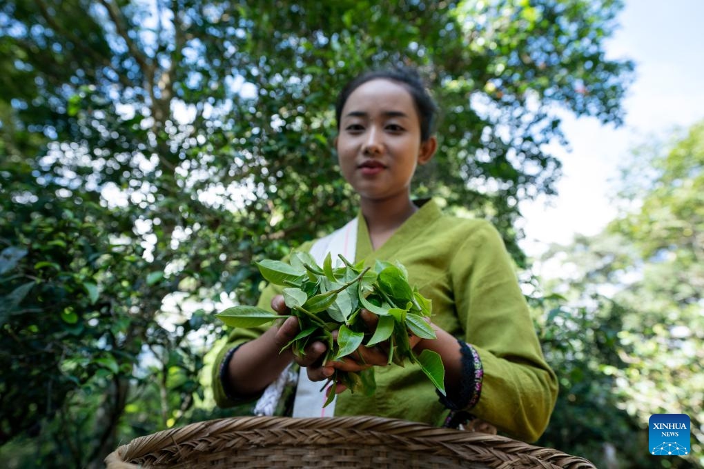 A tea farmer displays picked tea leaves in an old tea forest of the Jingmai Mountain in Pu'er, southwest China's Yunnan Province, Sept. 19, 2023. Local tea farmers here are busy picking tea leaves in harvest season to meet the market demand. The Cultural Landscape of Old Tea Forests of Jingmai Mountain in Pu'er, southwest China, was inscribed on the UNESCO World Heritage List on Sunday.(Photo: Xinhua)