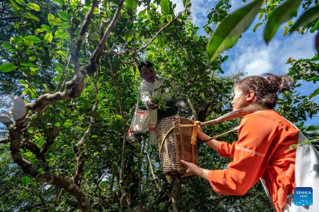 A tea farmer puts tea leaves into a basket in an old tea forest of the Jingmai Mountain in Pu'er, southwest China's Yunnan Province, Sept. 19, 2023. Local tea farmers here are busy picking tea leaves in harvest season to meet the market demand. The Cultural Landscape of Old Tea Forests of Jingmai Mountain in Pu'er, southwest China, was inscribed on the UNESCO World Heritage List on Sunday.(Photo: Xinhua)