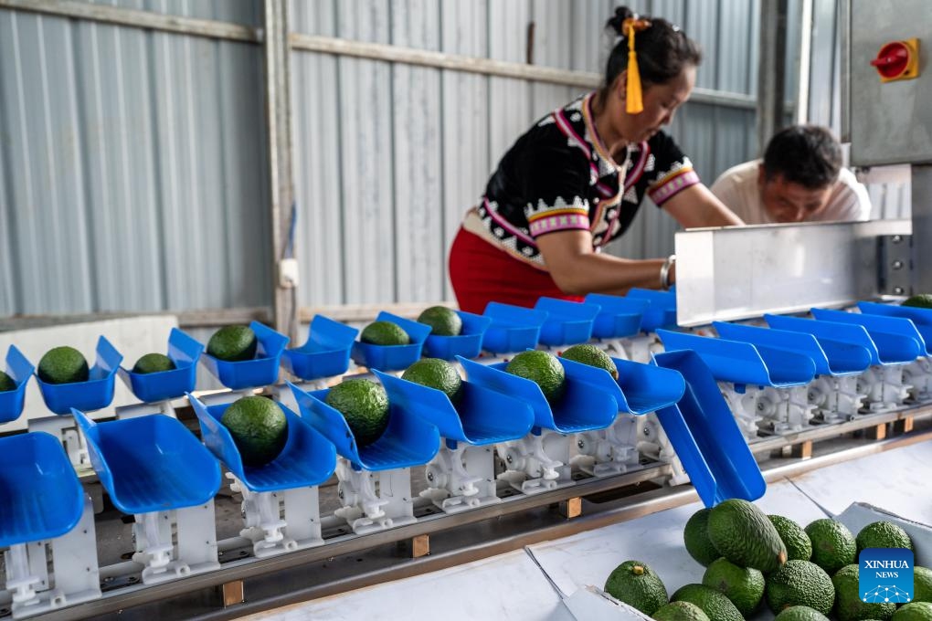 Farmers sort avocados at an avocado planting base in Nanya Village of Nayun Town, Menglian County, southwest China's Yunnan Province, Sept. 20, 2023. In recent years, local authorities of Menglian County have vigorously developed the avocado industry. The county is now the largest avocado planting base in China, with a cumulative planting area exceeding 103,600 mu (about 6,907 hectares) and an output value of over 600 million yuan (about 82.3 million U.S. dollars).(Photo: Xinhua)