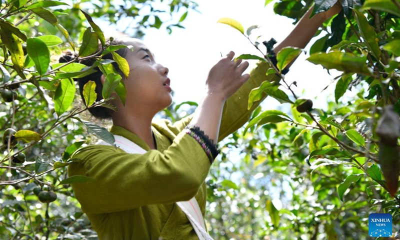 A tea farmer picks tea leaves in an old tea forest of the Jingmai Mountain in Pu'er, southwest China's Yunnan Province, Sept. 19, 2023. Local tea farmers here are busy picking tea leaves in harvest season to meet the market demand. The Cultural Landscape of Old Tea Forests of Jingmai Mountain in Pu'er, southwest China, was inscribed on the UNESCO World Heritage List on Sunday.(Photo: Xinhua)