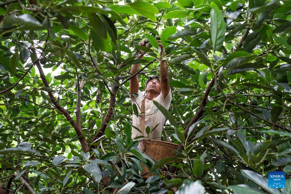 A farmer picks avocados at an avocado planting base in Nanya Village of Nayun Town, Menglian County, southwest China's Yunnan Province, Sept. 20, 2023. In recent years, local authorities of Menglian County have vigorously developed the avocado industry. The county is now the largest avocado planting base in China, with a cumulative planting area exceeding 103,600 mu (about 6,907 hectares) and an output value of over 600 million yuan (about 82.3 million U.S. dollars).(Photo: Xinhua)