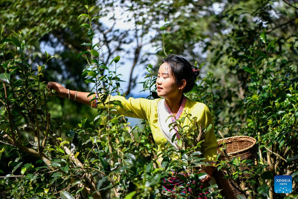 A tea farmer picks tea leaves in an old tea forest of the Jingmai Mountain in Pu'er, southwest China's Yunnan Province, Sept. 19, 2023. Local tea farmers here are busy picking tea leaves in harvest season to meet the market demand. The Cultural Landscape of Old Tea Forests of Jingmai Mountain in Pu'er, southwest China, was inscribed on the UNESCO World Heritage List on Sunday.(Photo: Xinhua)