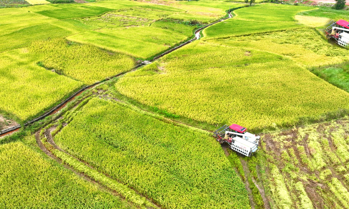 Farmers use harvesters to harvest rice in the fields in Suichuan county, East China's Jiangxi Province on September 19, 2023. Now is the harvest season for medium-grain rice in Jiangxi, and more than 933,333 hectares of the crop in the province are maturing and entering the harvest period. Photo: cnsphoto