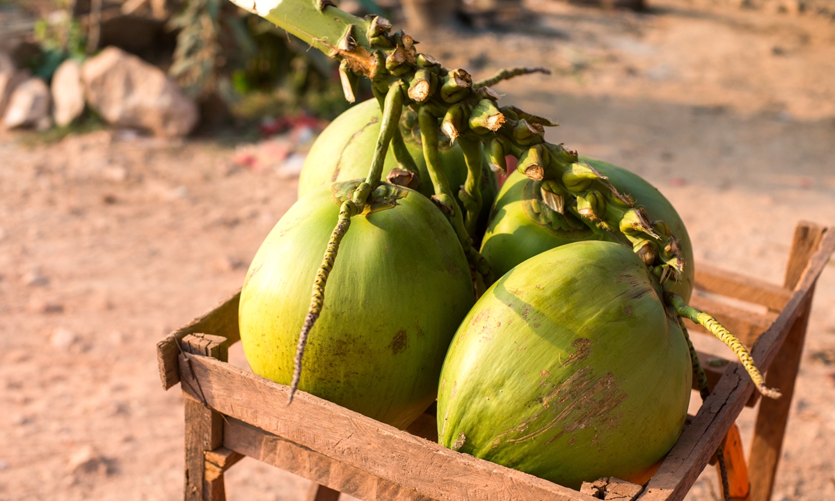 A view of Cambodian coconuts Photo: VCG