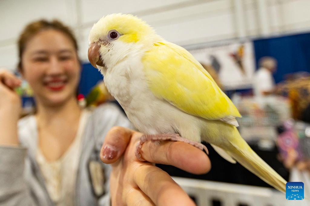 A woman shows her monk parakeet during the 2023 Canadian Pet Expo in Mississauga, Ontario, Canada, Sept. 17, 2023. The annual two-day event held here from Sept. 16 to 17 attracted many families and their pets.(Photo: Xinhua)