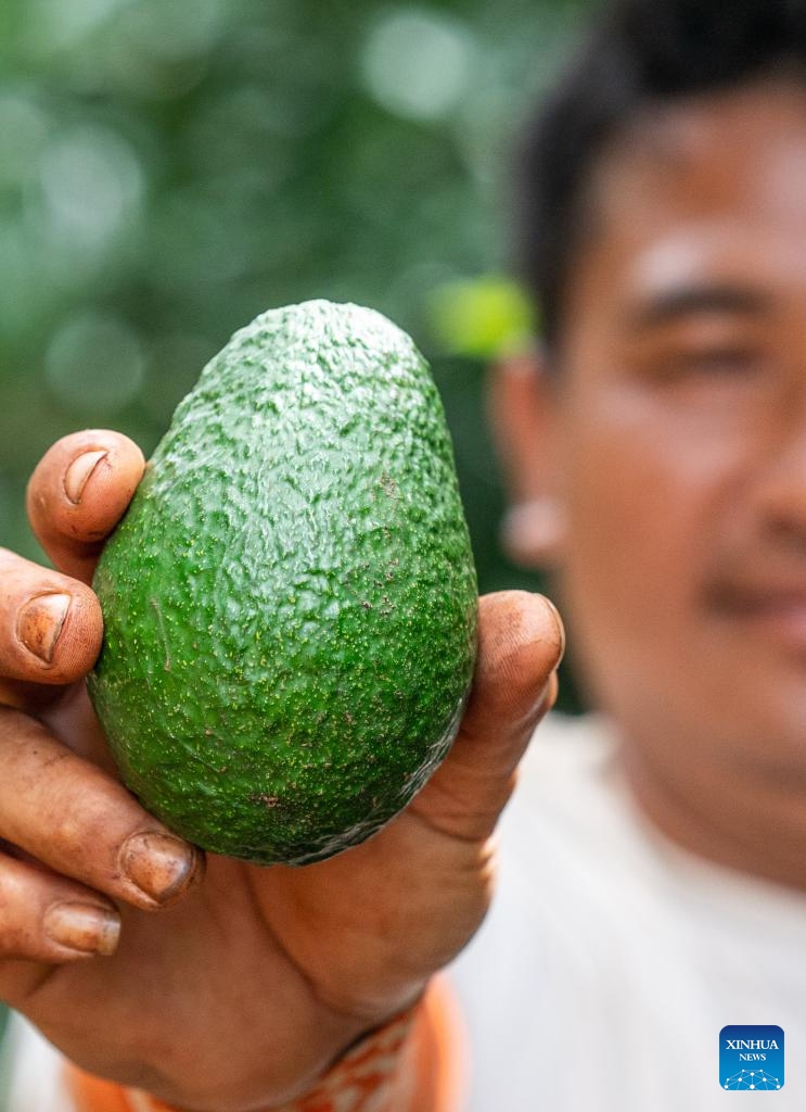 A farmer shows an avocado at an avocado planting base in Nanya Village of Nayun Town, Menglian County, southwest China's Yunnan Province, Sept. 20, 2023. In recent years, local authorities of Menglian County have vigorously developed the avocado industry. The county is now the largest avocado planting base in China, with a cumulative planting area exceeding 103,600 mu (about 6,907 hectares) and an output value of over 600 million yuan (about 82.3 million U.S. dollars).(Photo: Xinhua)