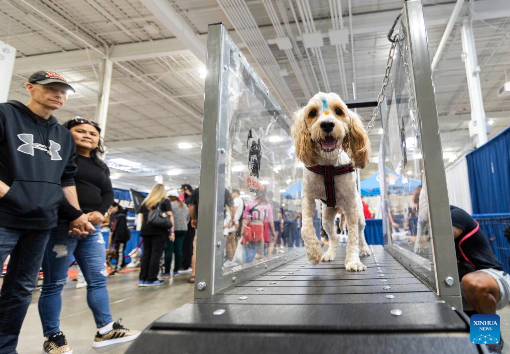 A pet dog walks on a pet treadmill during the 2023 Canadian Pet Expo in Mississauga, Ontario, Canada, Sept. 17, 2023. The annual two-day event held here from Sept. 16 to 17 attracted many families and their pets.(Photo: Xinhua)