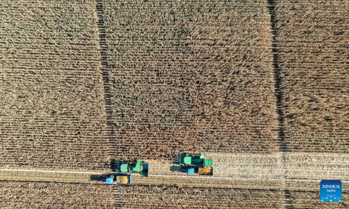 This aerial photo taken on Oct 19, 2023 shows farmers harvesting corn at a farm in Gongzhuling, northeast China's Jilin Province. China's Jilin Province is embracing the harvest season of this year. Photo:Xinhua