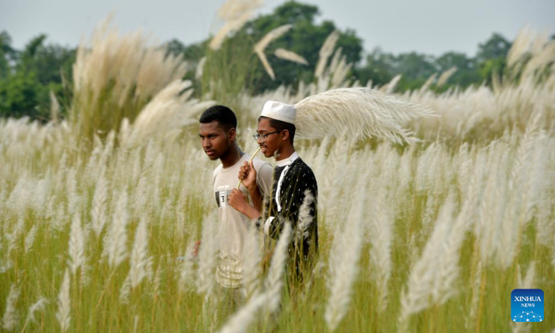 People enjoy Kans Grass flowers in Dhaka, Bangladesh on Sept. 28, 2023. (Xinhua)