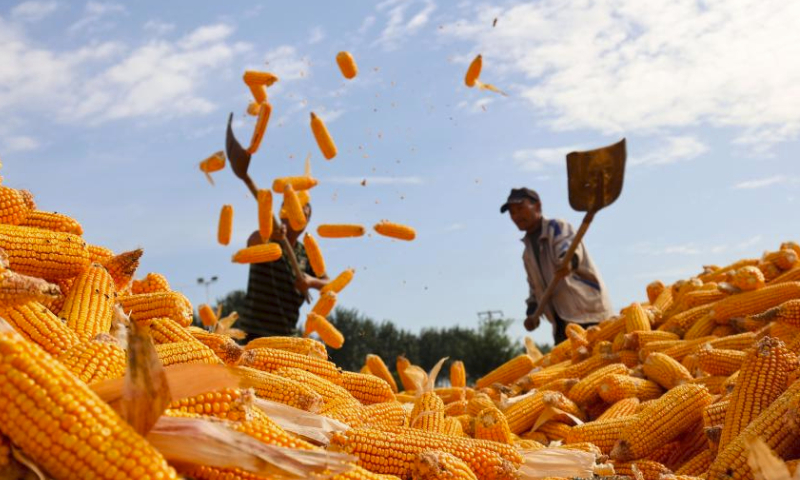 Farmers dry corns at Zhoujiazhuang Village in Jinzhou City, north China's Hebei Province, Oct. 5, 2023. The Ministry of Agriculture and Rural Affairs said Thursday that 42.2 percent of autumn grains had been reaped across China.

Over half of the middle-season rice, over 40 percent of corn, and around 40 percent of soybeans have been reaped so far, according to the ministry. (Photo by Jia Zaixing/Xinhua)