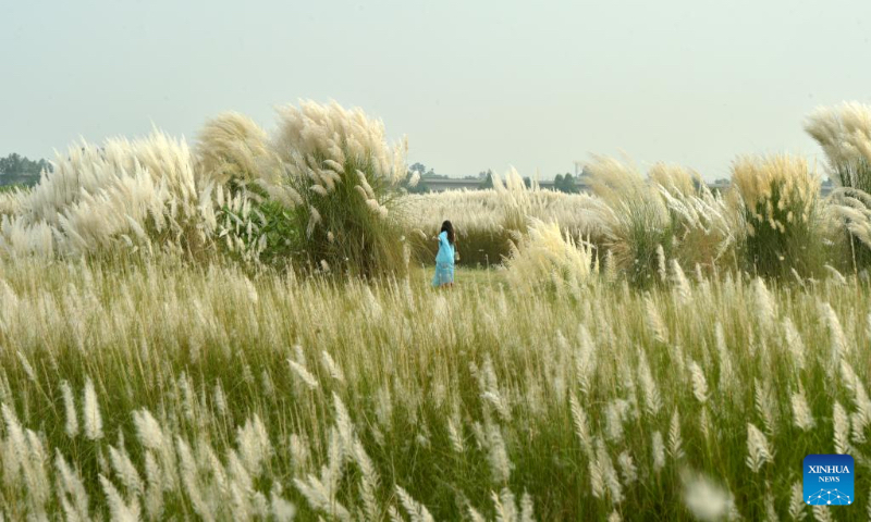 A woman enjoys Kans Grass flowers in Dhaka, Bangladesh on Sept. 28, 2023. (Xinhua)