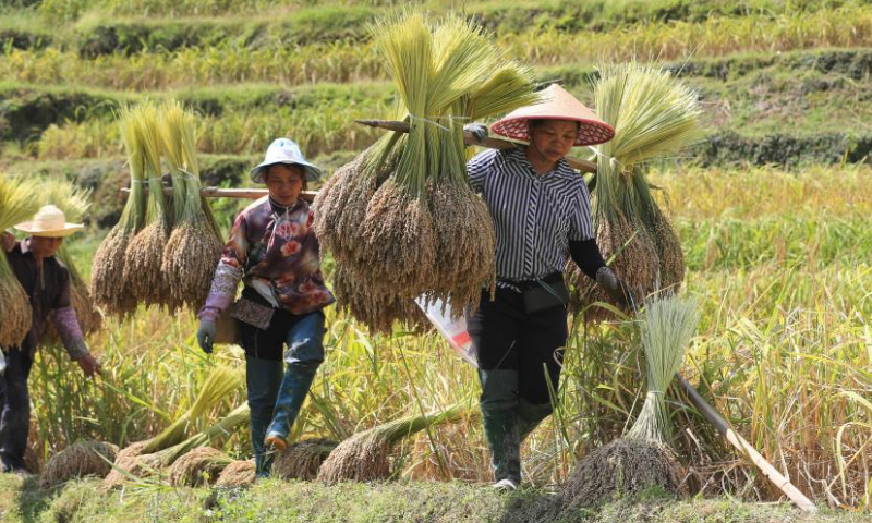 Farmers carry harvested rice in Congjiang County of Qiandongnan Miao and Dong Autonomous Prefecture, southwest China's Guizhou Province, Oct. 4, 2023. (Photo by Luo Jinglai/Xinhua)