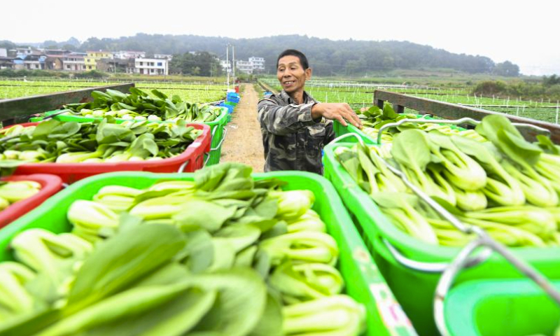 A farmer loads newly-picked vegetables onto a vehicle in Hequan Village of Changning, central China's Hunan Province, Sept. 23, 2023. The sixth Chinese farmers' harvest festival was observed on Saturday across China. (Photo by Zhou Xiuyuchun/Xinhua)