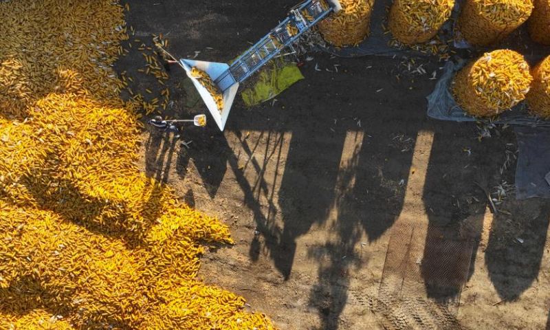 This aerial photo taken on Oct. 5, 2023 shows farmers arranging harvested corns at Beitian Village of Hutun Town in Liaocheng City, east China's Shandong Province. The Ministry of Agriculture and Rural Affairs said Thursday that 42.2 percent of autumn grains had been reaped across China.

Over half of the middle-season rice, over 40 percent of corn, and around 40 percent of soybeans have been reaped so far, according to the ministry. (Photo by Ma Hongkun/Xinhua)