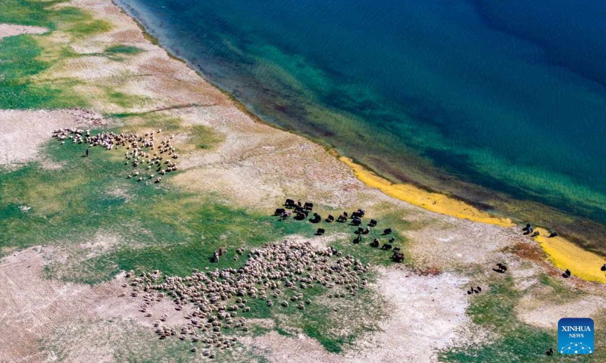 This aerial photo taken on Sep 21, 2023 shows herders grazing their livestock by the Banggong Co in Rutog County of Ngari Prefecture of southwest China's Tibet Autonomous Region. Photo:Xinhua