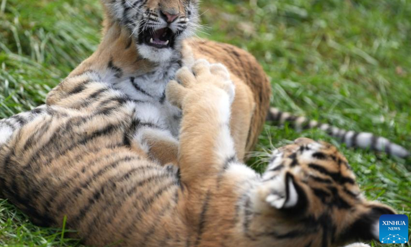 Siberian tiger cubs play at the Siberian Tiger Park in Hailin, northeast China's Heilongjiang Province, Oct. 1, 2023. The Siberian Tiger Park is one of three parks under the China Hengdaohezi Feline Breeding Center, the world's largest breeding center for Siberian tigers. The park now accommodates some 400 Siberian tigers. （Photo：Xinhua）