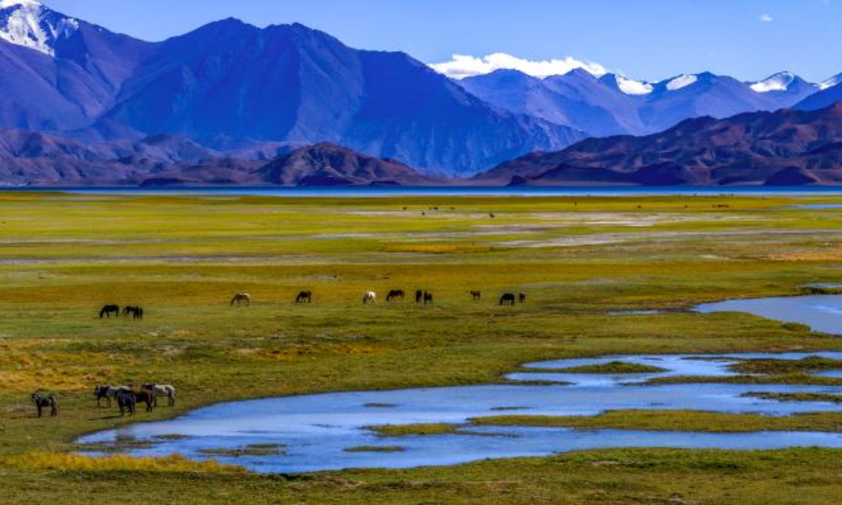 This aerial photo taken on Sep 21, 2023 shows livestock by the Banggong Co in Rutog County of Ngari Prefecture of southwest China's Tibet Autonomous Region. Photo:Xinhua