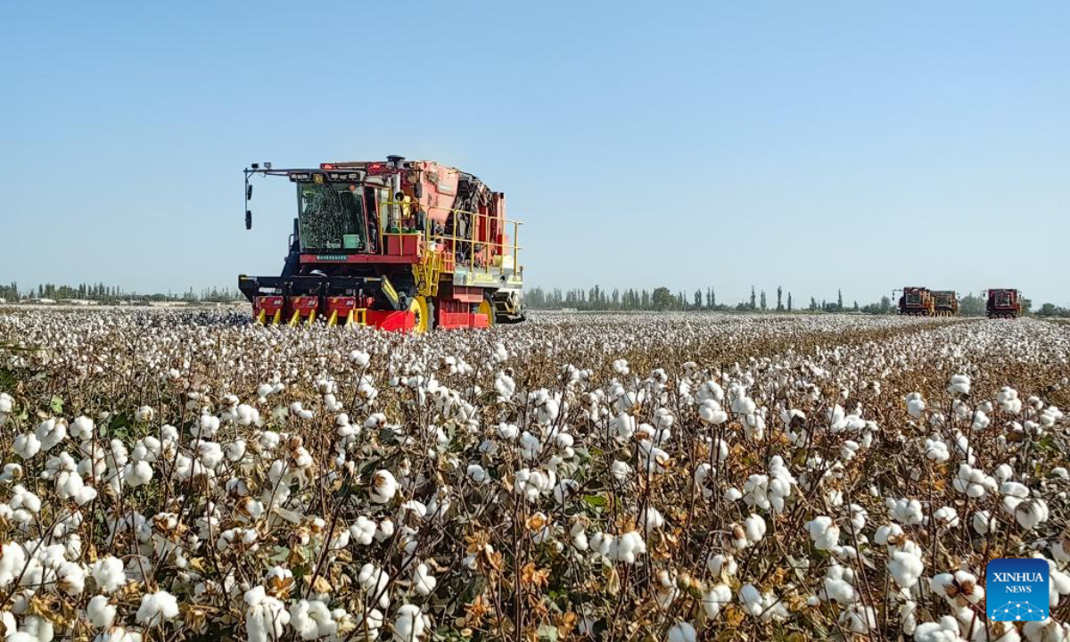 This photo taken on Oct 12, 2023 shows farmers harvesting cotton in Korla, northwest China's Xinjiang Uygur Autonomous Region. Photo:Xinhua