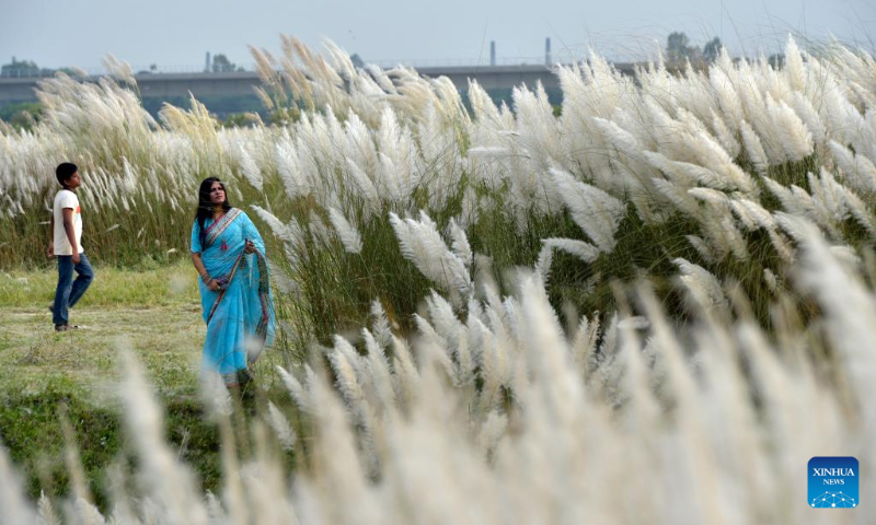 A woman enjoys Kans Grass flowers in Dhaka, Bangladesh on Sept. 28, 2023. (Xinhua)