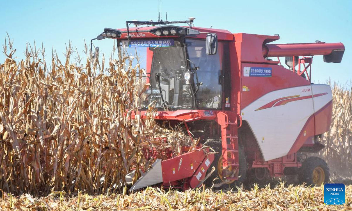 A driverless agricultural machine harvests corn at a farm in Gongzhuling, northeast China's Jilin Province, Oct 19, 2023. China's Jilin Province is embracing the harvest season of this year. Photo:Xinhua